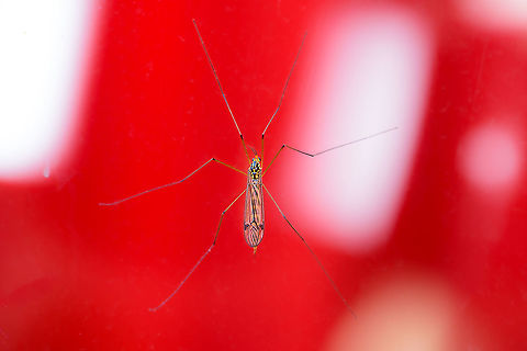 Nephrotoma flavipalpis - lateral, Heesch, Netherlands Sorry for the ugly background, its sitting on the outside of our garden glass door, the background are our red curtains :) Photo to support identification:
https://www.jungledragon.com/image/103143/nephrotoma_flavipalpis_heesch_netherlands.html Europe,Heesch,Nephrotoma flavipalpis,Netherlands,World