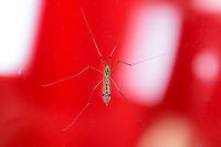 Nephrotoma flavipalpis - lateral, Heesch, Netherlands Sorry for the ugly background, its sitting on the outside of our garden glass door, the background are our red curtains :) Photo to support identification:<br />
https://www.jungledragon.com/image/103143/nephrotoma_flavipalpis_heesch_netherlands.html Europe,Heesch,Nephrotoma flavipalpis,Netherlands,World