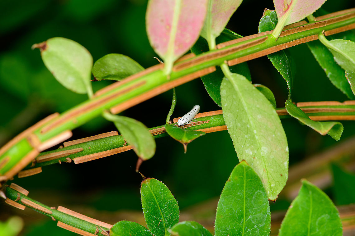Spindle ermine on Winged Spindle From the garden. Daytime hiding spot of likely a Spindle ermine moth, resting on Euonymus alatus, a winged Spindle plant. &quot;Wing&quot; refers to the weird little wood-like appendages on the stem of the plant. Europe,Heesch,Netherlands,Spindle ermine,World,Yponomeuta cagnagella