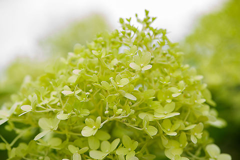 Sevenbark, Heesch, Netherlands Introduced. From our garden. I'm unsure if this is a particular cultivation of Hydrangea arborescens, I suspect it is. Notable feature of this plant is that it blooms so heavily, that often the stems collapse under the weight of the flowers. Specialized cultivations solve this problem, yet add even more flowers, requiring yet again a stronger stem, and so on. Leading to names like "Strong Annabelle" and "Incrediball".
https://www.jungledragon.com/image/103186/sevenbark_-_frontal_heesch_netherlands.html Europe,Heesch,Hydrangea arborescens,Netherlands,World