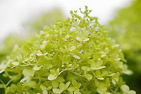 Sevenbark, Heesch, Netherlands Introduced. From our garden. I'm unsure if this is a particular cultivation of Hydrangea arborescens, I suspect it is. Notable feature of this plant is that it blooms so heavily, that often the stems collapse under the weight of the flowers. Specialized cultivations solve this problem, yet add even more flowers, requiring yet again a stronger stem, and so on. Leading to names like "Strong Annabelle" and "Incrediball".<br />
https://www.jungledragon.com/image/103186/sevenbark_-_frontal_heesch_netherlands.html Europe,Heesch,Hydrangea arborescens,Netherlands,World