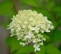 Sevenbark - frontal, Heesch, Netherlands Introduced. From our garden. I'm unsure if this is a particular cultivation of Hydrangea arborescens, I suspect it is. Notable feature of this plant is that it blooms so heavily, that often the stems collapse under the weight of the flowers. Specialized cultivations solve this problem, yet add even more flowers, requiring yet again a stronger stem, and so on. Leading to names like "Strong Annabelle" and "Incrediball".<br />
https://www.jungledragon.com/image/103185/sevenbark_heesch_netherlands.html Europe,Heesch,Hydrangea arborescens,Netherlands,World