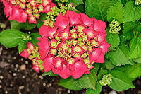 Mophead Hydrangea, Heesch, Netherlands Cultivated, from our garden. An exceptionally vivid plant, yet in our experience does not bloom very long.<br />
https://www.jungledragon.com/image/103191/mophead_hydrangea_-_flowers_closuep_heesch_netherlands.html Europe,Heesch,Hydrangea macrophylla,Mophead Hydrangea,Netherlands,World