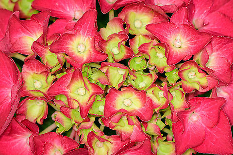 Mophead Hydrangea - flowers closuep, Heesch, Netherlands Cultivated, from our garden. An exceptionally vivid plant, yet in our experience does not bloom very long.
https://www.jungledragon.com/image/103190/mophead_hydrangea_heesch_netherlands.html Europe,Heesch,Hydrangea macrophylla,Mophead Hydrangea,Netherlands,World