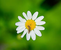 Lacewing larva on flower, Heesch, Netherlands Found in our garden.<br />
https://www.jungledragon.com/image/103198/lacewing_larva_on_flower_-_closeup_heesch_netherlands.html Chrysoperla carnea,Common green lacewing,Europe,Geotagged,Heesch,Netherlands,Summer,World