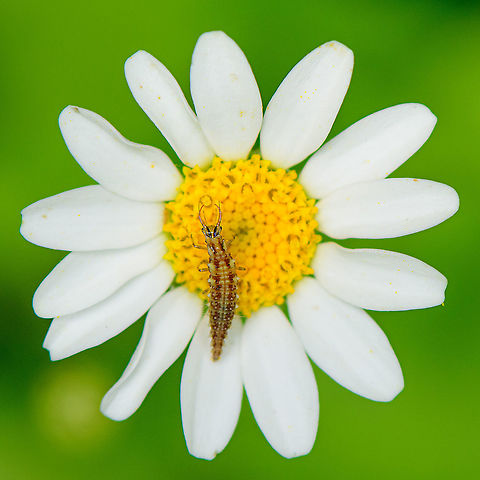 Lacewing larva on flower - closeup, Heesch, Netherlands Found in our garden.
https://www.jungledragon.com/image/103197/lacewing_larva_on_flower_heesch_netherlands.html Chrysoperla carnea,Common green lacewing,Europe,Geotagged,Heesch,Netherlands,Summer,World