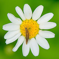 Lacewing larva on flower - closeup, Heesch, Netherlands Found in our garden.<br />
https://www.jungledragon.com/image/103197/lacewing_larva_on_flower_heesch_netherlands.html Chrysoperla carnea,Common green lacewing,Europe,Geotagged,Heesch,Netherlands,Summer,World
