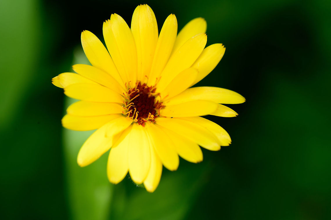 Field marigold, Heesch, Netherlands Cultivated, from our garden. Calendula arvensis,Europe,Field marigold,Heesch,Netherlands,World