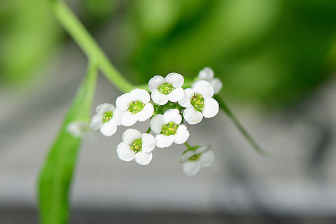 Sweet alyssum, Heesch, Netherlands From our garden. Europe,Heesch,Lobularia maritima,Netherlands,Sweet alyssum,World