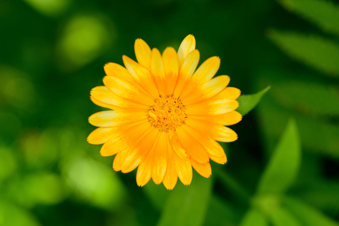 Pot marigold, Heesch, Netherlands  Calendula officinalis,Europe,Heesch,Netherlands,Pot marigold,World
