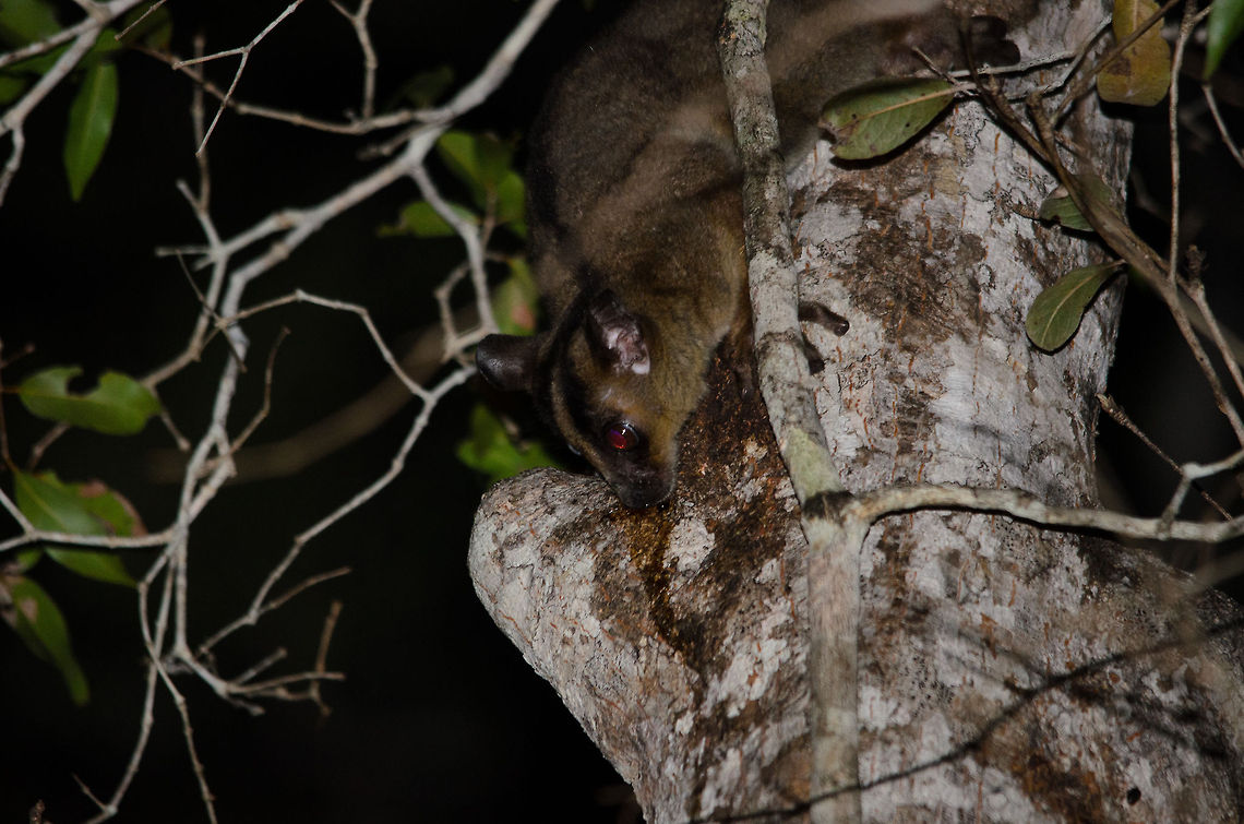 Pale fork-marked lemur in Kirindi forest at night I&#039;m not happy with the technical quality of this photo, yet others were even worse. I am happy though with the spotting, the only one we did of a fork-marked lemur during our Madagascar trip. There are 4 fork-marked lemur species, and they are easily recognized by the forked dark stripe on their head. They are remarkably light, although they appear much larger than a mouse lemur, they are still only 0.5kg in weight. <br />
<br />
This one was spotted during the 2nd night walk we did in Kirindi. These species are nocturnal, active at night. They are generally spotted by light reflection from their eyes, yet getting to them and having an unblocked view is a real challenge. Kirindy Reserve,Madagascar,Pale fork-marked lemur,Phaner pallescens