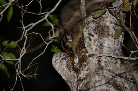 Pale fork-marked lemur in Kirindi forest at night I'm not happy with the technical quality of this photo, yet others were even worse. I am happy though with the spotting, the only one we did of a fork-marked lemur during our Madagascar trip. There are 4 fork-marked lemur species, and they are easily recognized by the forked dark stripe on their head. They are remarkably light, although they appear much larger than a mouse lemur, they are still only 0.5kg in weight. 

This one was spotted during the 2nd night walk we did in Kirindi. These species are nocturnal, active at night. They are generally spotted by light reflection from their eyes, yet getting to them and having an unblocked view is a real challenge. Kirindy Reserve,Madagascar,Pale fork-marked lemur,Phaner pallescens