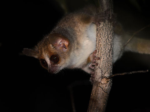 Gray mouse lemur in Kirindi, an experiment of light On our 2nd day in Kirindi, I was reviewing photos taken during the previous night. We were happy to have spotted mouse lemurs, but they were quite far away, too far for a close view. You can see that from my earlier photos.

So on the 2nd night I did a crazy experiment. I used my 500mm lens during the night, along with the external speed light. I put the flash on +2EV and hoped for the best.

This photo is hand shot with a 500mm during the night, with the flash light bridging a whopping 25 metres at least. I never imagined such a thing possible, but it works.

Such a setup releases an enormous ball of light, so I checked with the guide whether that would not harm the animals. He said it doesn't. I can confirm that this lemur did not panic or run away and seemed unimpressed. Still I feel some sense of guilt. Sorry mouse lemur, I just wanted to eternalize you. Gray mouse lemur,Kirindy Reserve,Madagascar,Microcebus murinus