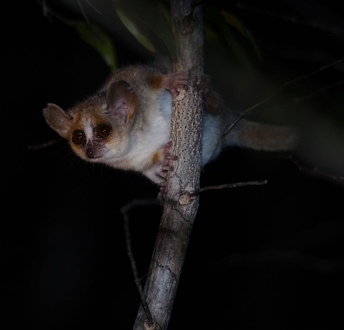 Watchful Gray Mouse Lemur in Kirindi forest at night A typical pose of a gray mouse lemur at night: eyes wide opened, radar ears scanning and focusing and limbs positioned so that an escape is instant.   Gray mouse lemur,Kirindy Reserve,Madagascar,Microcebus murinus