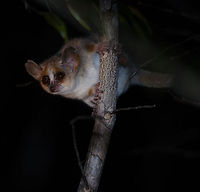 Watchful Gray Mouse Lemur in Kirindi forest at night A typical pose of a gray mouse lemur at night: eyes wide opened, radar ears scanning and focusing and limbs positioned so that an escape is instant.   Gray mouse lemur,Kirindy Reserve,Madagascar,Microcebus murinus