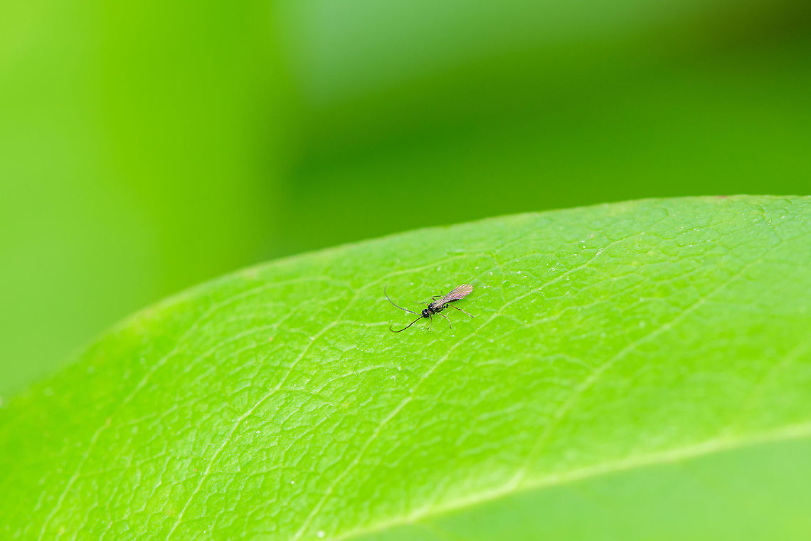 Tiny Ichneumonid Wasp, Heesch, Netherlands Found in the garden, probably 6-8mm in size. Europe,Geotagged,Heesch,Netherlands,Summer,World