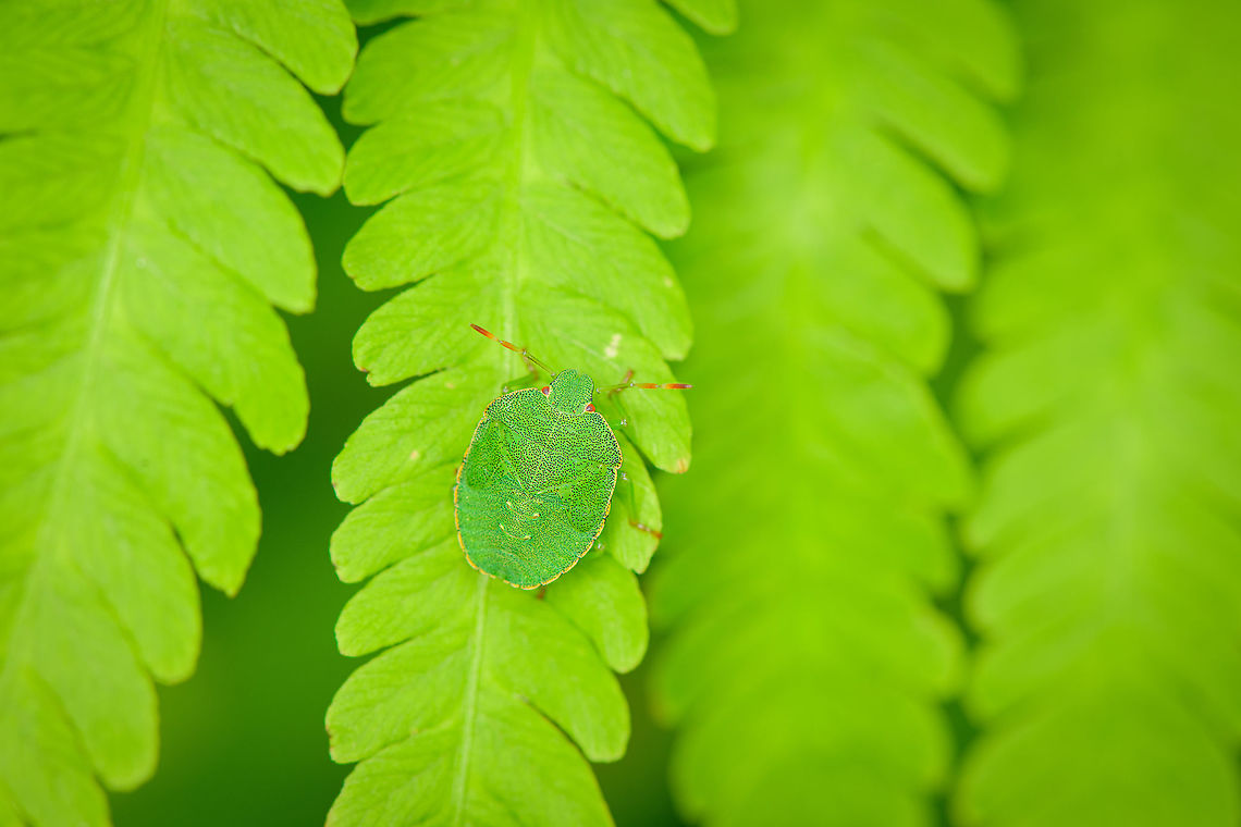 Green shield bug nymph on fern, Heesch, Netherlands  Europe,Geotagged,Green shield bug,Heesch,Netherlands,Palomena prasina,Summer,World