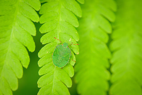 Green shield bug nymph on fern, Heesch, Netherlands  Europe,Geotagged,Green shield bug,Heesch,Netherlands,Palomena prasina,Summer,World