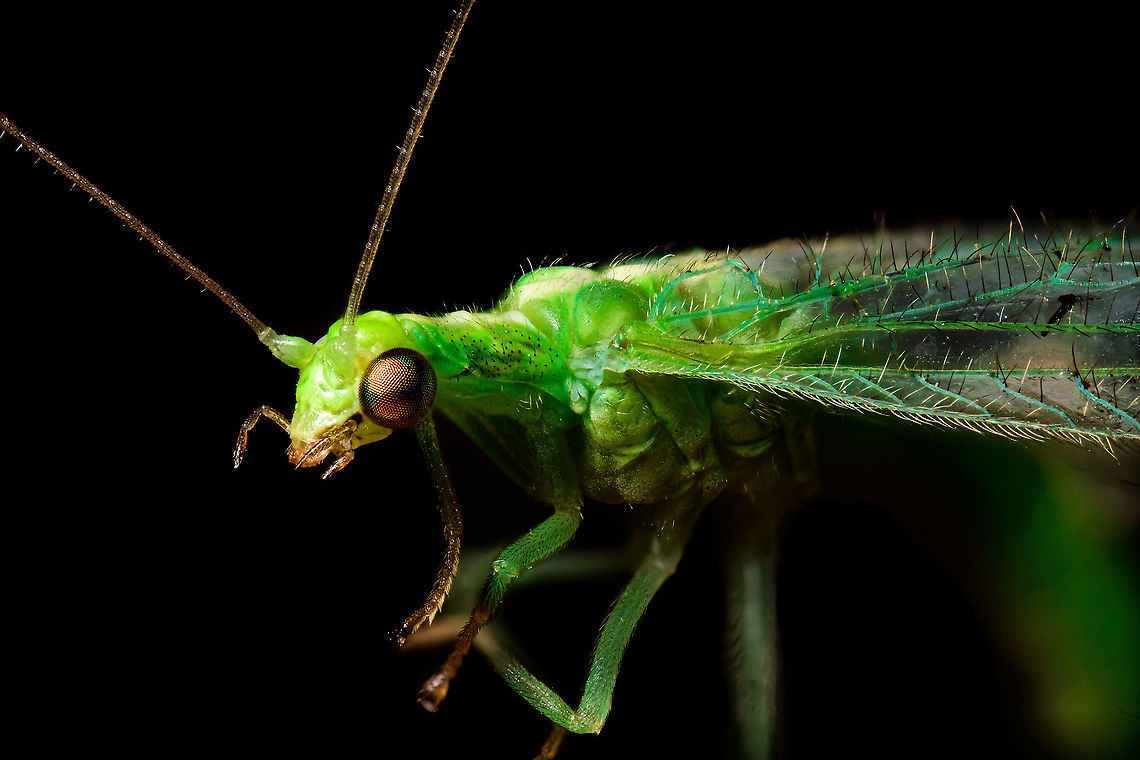 Common green lacewing - side view, Heesch, Netherlands Extreme macro stack of a Common green lacewing, found drown in a pond in our garden.<br />
<figure class="photo"><a href="https://www.jungledragon.com/image/103464/common_green_lacewing_-_portrait_heesch_netherlands.html" title="Common green lacewing - portrait, Heesch, Netherlands"><img src="https://s3.amazonaws.com/media.jungledragon.com/images/2/103464_thumb.jpg?AWSAccessKeyId=05GMT0V3GWVNE7GGM1R2&Expires=1767225610&Signature=dJi%2BfaiMZzpvFKaCEod%2FkQJ%2BmG0%3D" width="152" height="152" alt="Common green lacewing - portrait, Heesch, Netherlands Extreme macro stack of a Common green lacewing, found drown in a pond in our garden.<br />
https://www.jungledragon.com/image/103463/common_green_lacewing_-_side_view_heesch_netherlands.html Chrysoperla carnea,Common green lacewing,Extreme Macro,Extreme Macro Portraits,Netherlands,WeMacro" /></a></figure> Chrysoperla carnea,Common green lacewing,Extreme Macro,Netherlands,WeMacro