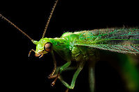 Common green lacewing - side view, Heesch, Netherlands Extreme macro stack of a Common green lacewing, found drown in a pond in our garden.<br />
https://www.jungledragon.com/image/103464/common_green_lacewing_-_portrait_heesch_netherlands.html Chrysoperla carnea,Common green lacewing,Extreme Macro,Netherlands,WeMacro