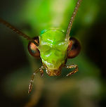 Common green lacewing - portrait, Heesch, Netherlands Extreme macro stack of a Common green lacewing, found drown in a pond in our garden.<br />
https://www.jungledragon.com/image/103463/common_green_lacewing_-_side_view_heesch_netherlands.html Chrysoperla carnea,Common green lacewing,Extreme Macro,Extreme Macro Portraits,Netherlands,WeMacro