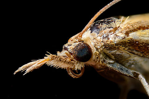 Grass Veineer portrait (crop), Heesch, Netherlands Found belly up in the garden, my first moth at high magnification. It was very sandy, as can still be seen from the eye. At this scale, one can clearly see the scales, after which the order is named (lepidoptera = scale wings). Extreme Macro,Extreme Macro Portraits,Netherlands,WeMacro
