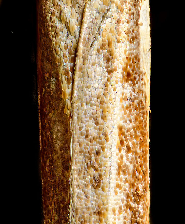 Grass Veineer wings, Heesch, Netherlands Found belly up in the garden, my first moth at high magnification. At this scale, one can clearly see the scales, after which the order is named (lepidoptera = scale wings).  Extreme Macro,Netherlands,WeMacro