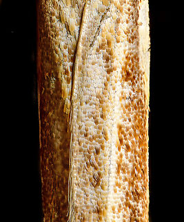 Grass Veineer wings, Heesch, Netherlands Found belly up in the garden, my first moth at high magnification. At this scale, one can clearly see the scales, after which the order is named (lepidoptera = scale wings).  Extreme Macro,Netherlands,WeMacro