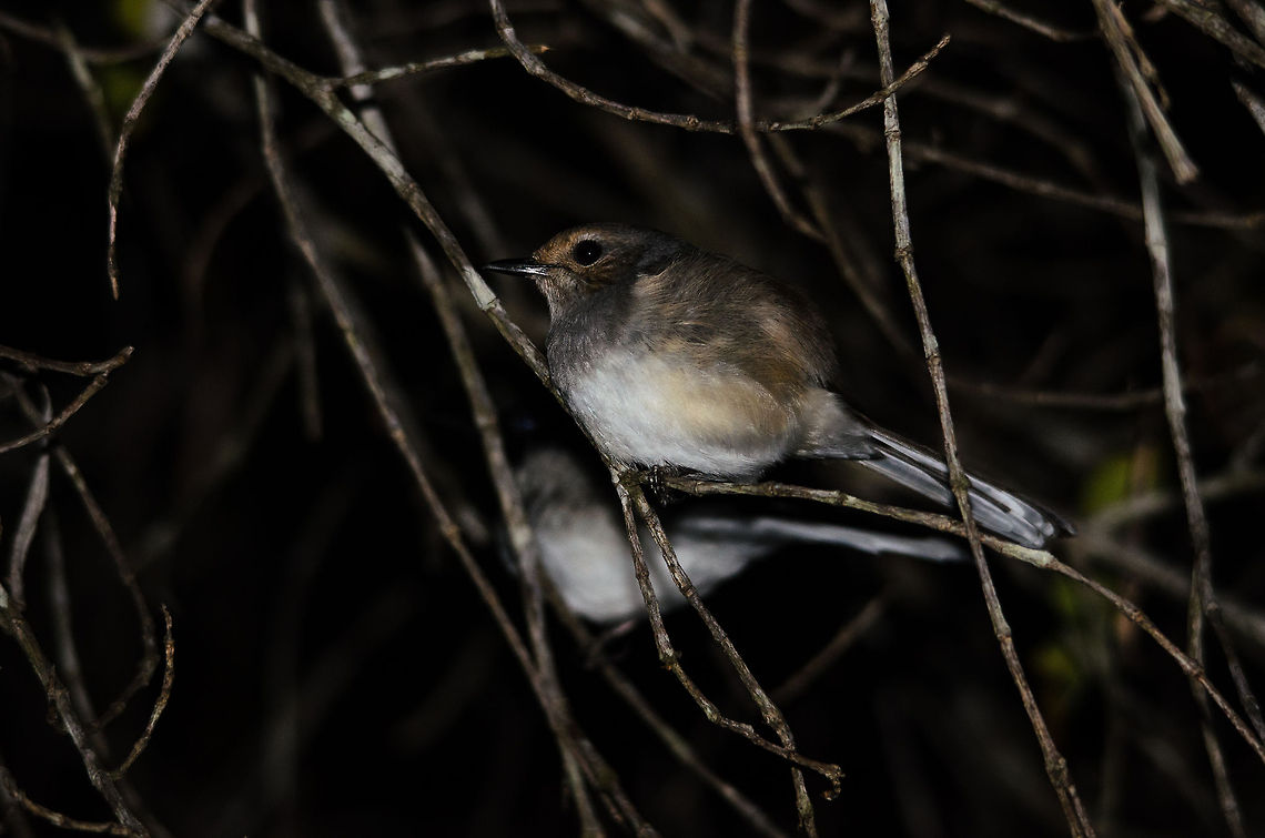 Female Madagascar magpie-robin sleeping in Kirindi forest It was in Madagascar that for the first time in our lives we saw birds sleeping at night, completely ignoring that presence. Before that we didn&#039;t even think of how birds slept. Since then we saw many, here&#039;s one more in the Kirindi forest during our 2nd night walk. Copsychus albospecularis,Kirindy Reserve,Madagascar,Madagascar Magpie-Robin