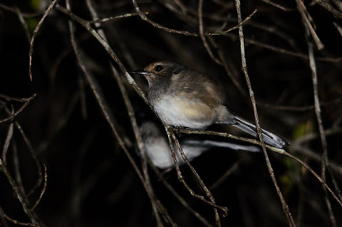 Female Madagascar magpie-robin sleeping in Kirindi forest It was in Madagascar that for the first time in our lives we saw birds sleeping at night, completely ignoring that presence. Before that we didn't even think of how birds slept. Since then we saw many, here's one more in the Kirindi forest during our 2nd night walk. Copsychus albospecularis,Kirindy Reserve,Madagascar,Madagascar Magpie-Robin
