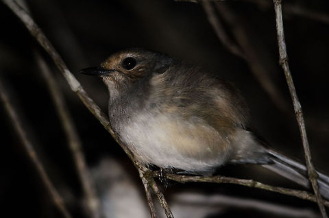 Closeup of female Madagascar Magpie-Robin sleeping in Kirindi forest  Copsychus albospecularis,Kirindy Reserve,Madagascar,Madagascar Magpie-Robin