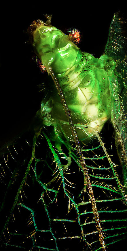 Common green lacewing - wings, Heesch, Netherlands A poor shot (crop), just to emphasize the wings a bit. Chrysoperla carnea,Common green lacewing,Extreme Macro