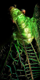 Common green lacewing - wings, Heesch, Netherlands A poor shot (crop), just to emphasize the wings a bit. Chrysoperla carnea,Common green lacewing,Extreme Macro