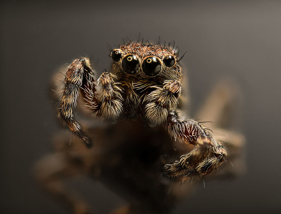 Male Marpissa muscosa, Heesch, Netherlands A 40 shot stack at 5:1 magnification of a subject about 6-8mm in size.<br />
<br />
Disclaimer: I sacrificed this individual. I prefer not to, it&#039;s not my style, but when I do, I will always mention it. My current approach is to use arthropods already found dead, and only exceptionally take a live one. And in that case, preferably only once per species.<br />
<br />
The part I personally like about this photo is the background ambience. Most extreme macro photos have a clinical all-black background. It&#039;s not difficult to create a lighter or colored background during capturing, the problem is in post processing. The background tends to have a lot of artifacts and may also reveal staging tricks you don&#039;t want in the scene. Brushing those away in a non-black background is very difficult and time consuming, hence most just hide everything using all-black.  Extreme Macro,Marpissa muscosa,WeMacro