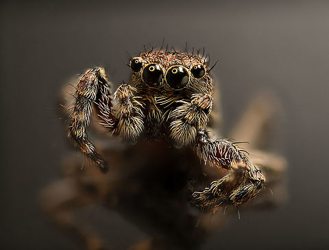 Male Marpissa muscosa, Heesch, Netherlands A 40 shot stack at 5:1 magnification of a subject about 6-8mm in size.

Disclaimer: I sacrificed this individual. I prefer not to, it's not my style, but when I do, I will always mention it. My current approach is to use arthropods already found dead, and only exceptionally take a live one. And in that case, preferably only once per species.

The part I personally like about this photo is the background ambience. Most extreme macro photos have a clinical all-black background. It's not difficult to create a lighter or colored background during capturing, the problem is in post processing. The background tends to have a lot of artifacts and may also reveal staging tricks you don't want in the scene. Brushing those away in a non-black background is very difficult and time consuming, hence most just hide everything using all-black.  Extreme Macro,Marpissa muscosa,WeMacro