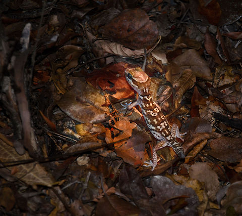Ocelot gecko Gecko in Kirindi, Madagascar Spotted on the forest floor of Kirindi during our 2nd night hike. Kirindy Reserve,Madagascar,Ocelot gecko,Paroedura picta
