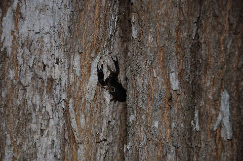 Scorpion on bark of tree in Kirindi forest of Madagascar One of the few creatures of Madagascar that are actually harmful to humans. I'm not sure which species this is, or how dangerous they actually are. Geotagged,Kirindy Reserve,Madagascar,Opisthacanthus madagascariensis