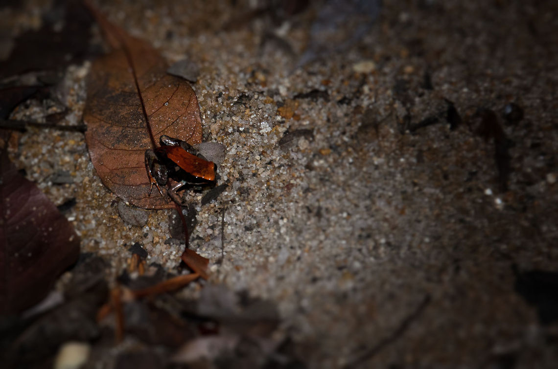 Brown Mantella (Mantella betsileo) in Kirindi pond You may need to open this photo fullscreen to appreciate the beauty of this Mantella. It was pulled from a small pond in the middle of the Kirindi forest at night. 99% of the frogs in Madagascar are endemic, appearing nowhere else on the planet. Brown Mantella,Kirindy Reserve,Madagascar,Mantella betsileo