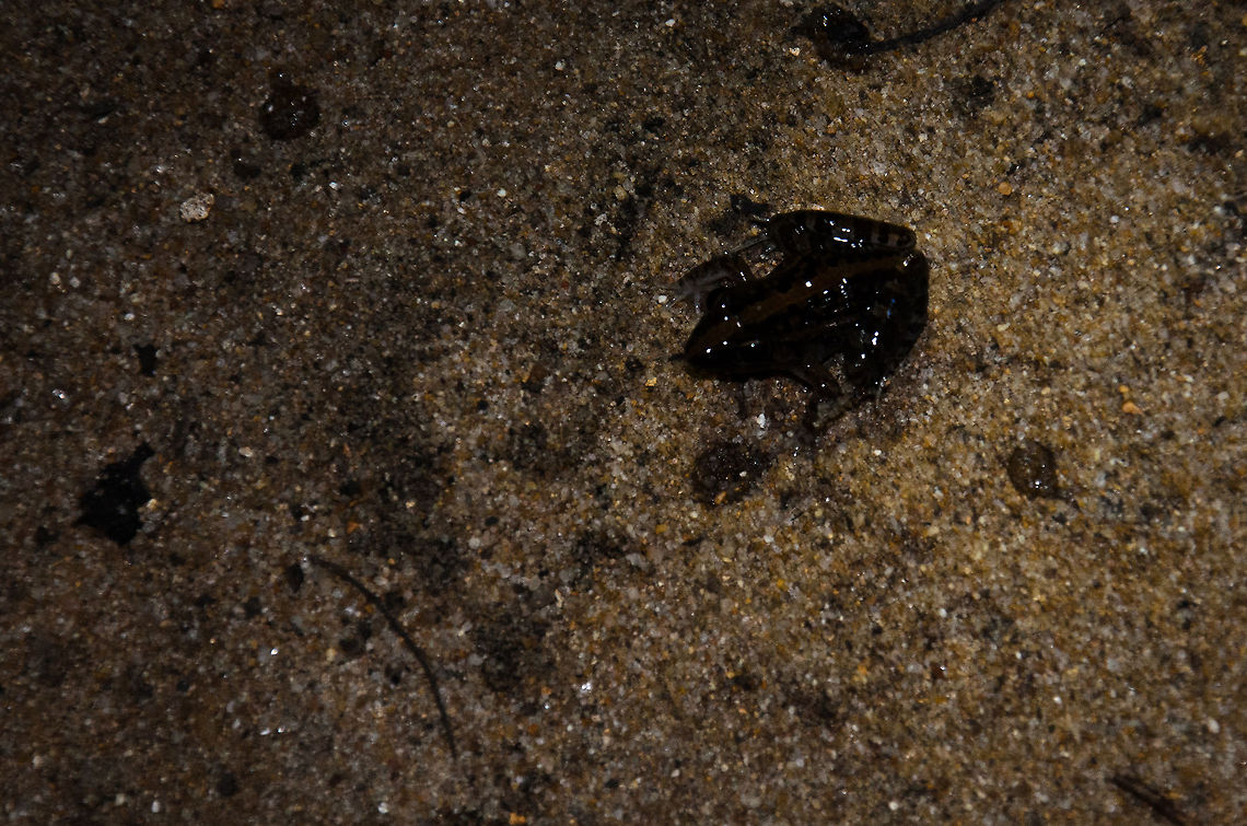Mascarene Ridged Frog near Kirindi pond in Madagascar Unidentified frog near a pond in the Kirindi forest at night. It looks black due to the lack of light, in reality it has a yellow stripe across its back. Geotagged,Kirindy Reserve,Madagascar,Mascarene Grass Frog,Ptychadena mascareniensis