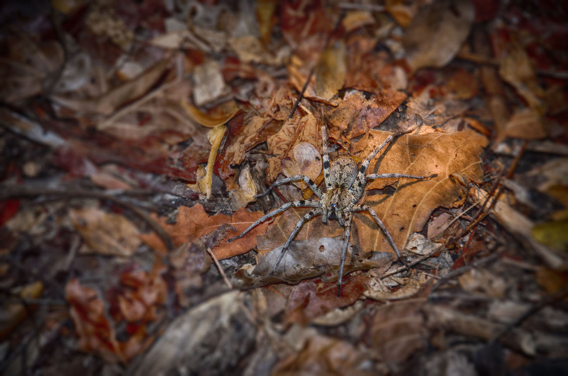 Viridasius fasciatus on Kirindi forest floor I both love and hate spiders, but find this one to be quite a stunning species. We found it on the forest floor of Kirindi during our second night hike. <br />
<br />
The species identification is somewhat of an educated guess, it definitely is a Wandering spider though. Kirindy Reserve,Madagascar,Viridasius fasciatus