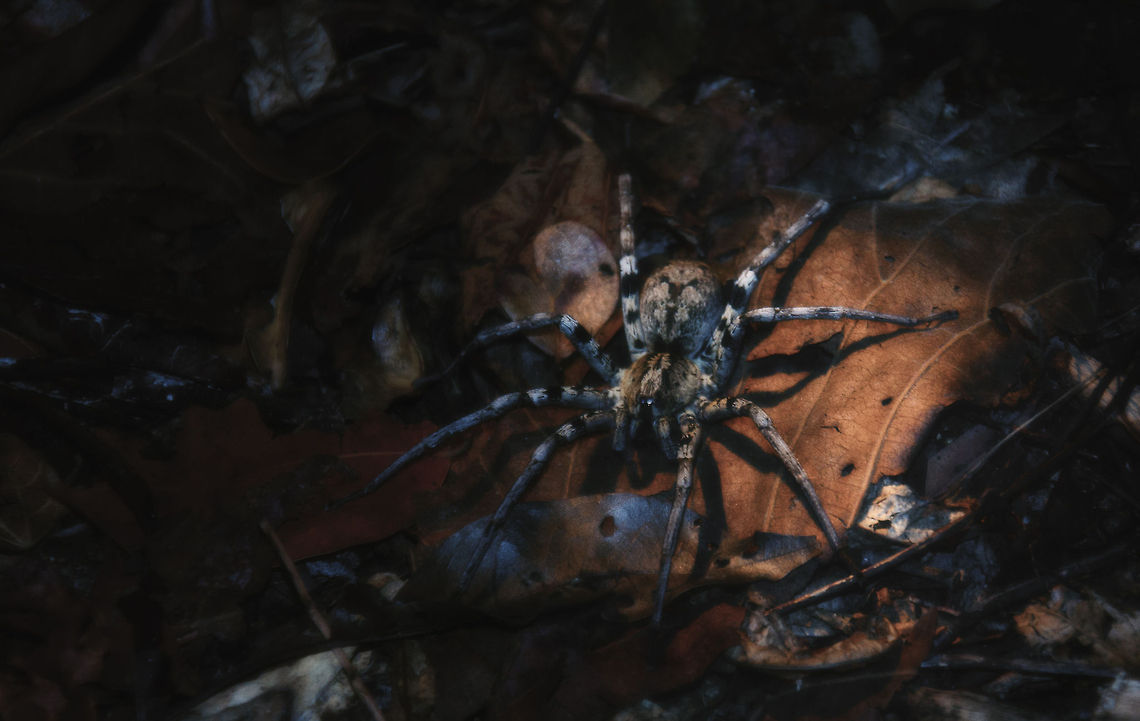 Forest Wanderer A beam of unexpected light in the night reveals a large wanderer, a restless predator navigating its complicated world. Kirindy Reserve,Madagascar,Viridasius fasciatus