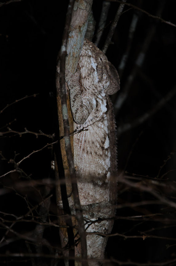 Malagasy Giant Chameleon at night in Kirindi A very large Furcifer oustaleti found at night in the Kirindi forest. Furcifer oustaleti,Kirindy Reserve,Madagascar,Malagasy Giant Chameleon