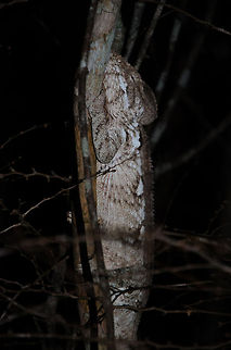 Malagasy Giant Chameleon at night in Kirindi A very large Furcifer oustaleti found at night in the Kirindi forest. Furcifer oustaleti,Kirindy Reserve,Madagascar,Malagasy Giant Chameleon