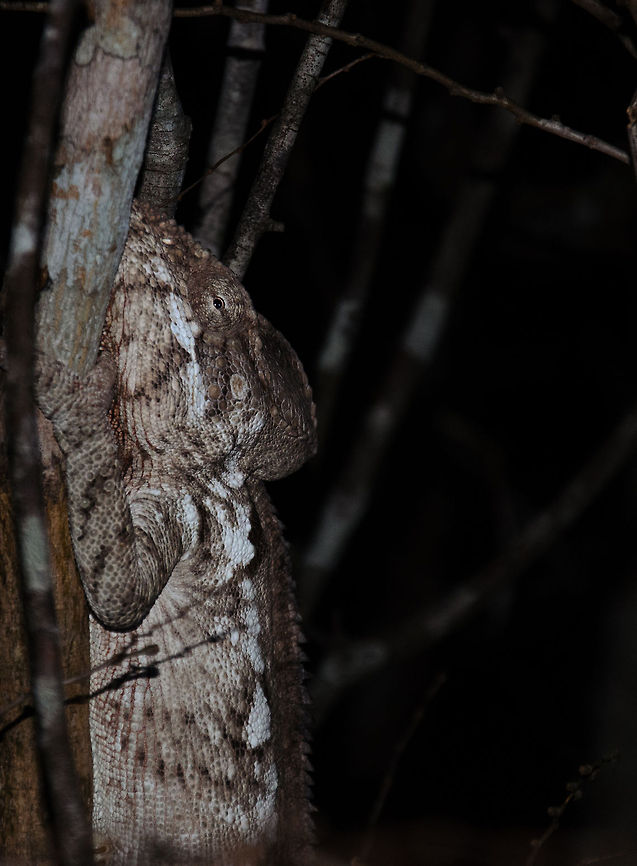 Closeup of Malagasy Giant Chameleon in Kirindi forest at night  Furcifer oustaleti,Geotagged,Kirindy Reserve,Madagascar,Malagasy Giant Chameleon
