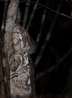 Closeup of Malagasy Giant Chameleon in Kirindi forest at night  Furcifer oustaleti,Geotagged,Kirindy Reserve,Madagascar,Malagasy Giant Chameleon