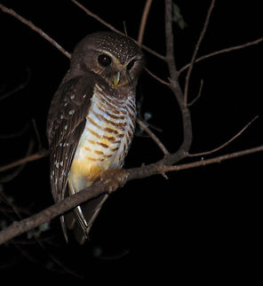 White-browed Hawk-Owl in Kirindi, Madagascar  Geotagged,Kirindy Reserve,Madagascar,Ninox superciliaris,White-browed Hawk-Owl