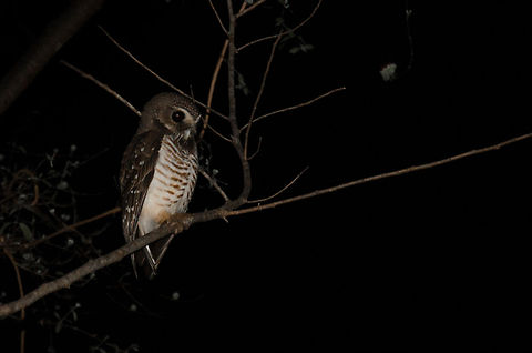 White-browed Hawk-Owl at night in Kirindi, Madagascar  Geotagged,Kirindy Reserve,Madagascar,Ninox superciliaris,White-browed Hawk-Owl