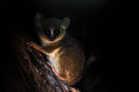 Gray Mouse Lemur in Kirindi at night Homo sapiens with light beams reveal the secret hiding place of a Gray Mouse lemur in the Kirindi forest of Madagascar. Gray mouse lemur,Kirindy Reserve,Madagascar,Microcebus murinus