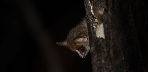 Gray Mouse lemur observing forest floor from high trees in Kirindi  Gray mouse lemur,Kirindy Reserve,Madagascar,Microcebus murinus