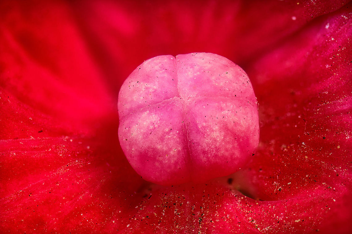 Mophead Hydrangea, 5:1 macro <figure class="photo"><a href="https://www.jungledragon.com/image/103659/mophead_hydrangea_2.51_macro.html" title="Mophead Hydrangea, 2.5:1 macro"><img src="https://s3.amazonaws.com/media.jungledragon.com/images/2/103659_thumb.jpg?AWSAccessKeyId=05GMT0V3GWVNE7GGM1R2&Expires=1759968010&Signature=z6fhRxq5N2qpenc%2BYmoZeLQaUiU%3D" width="200" height="134" alt="Mophead Hydrangea, 2.5:1 macro https://www.jungledragon.com/image/103658/mophead_hydrangea_51_macro.html<br />
These photos are the result of a technical stress test, so this is going to be a nerd post to welcome you to my world of pain.<br />
<br />
We&#039;re dealing with extreme macro here (2.5 - 5x magnification) which brings unique lighting problems. When you go beyond a 1:1 &quot;normal&quot; macro magnification, the concept of &quot;effective aperture&quot; applies. A rough formula:<br />
<br />
Effective Aperture = Lens Aperture x (1 + Magnification). <br />
<br />
Example: f/5.6 at 5x magnification becomes 5.6 x (1 + 5.6) = f/37.<br />
<br />
If you&#039;re familiar with aperture, you&#039;ll know f/37 means almost no light enters the lens. And this is just a mild example, in some situations you can end up with f/60, or f/80. <br />
<br />
In more human terms, neither daylight nor your normal indoor light will be enough to even see much in the viewfinder at all. Instead, you need to take the strongest light you own and hold it directly next to the subject, almost touching it, to even see the subject. <br />
<br />
Whilst this would allow you to position and focus, it&#039;s just the beginning of our problems. The light has to be very strong yet cold, as to not fry the subject. It needs to have consistent output, not flicker, and have a stable color temperature. <br />
<br />
Yet by far the biggest issue is that even with such a suitable light, it&#039;s still not strong enough to be able to use a fast shutter speed. A slow shutter speed is a fatal problem with extreme macro. Higher magnifications bring problems even experienced 1:1 photographers were unaware of. <br />
<br />
The wind flow in your house. Somebody walking the stairs. The laundry machine in the next room. A heavy car driving by. Each will destroy your photo stack, and you have to start over. <br />
<br />
Some people counter these problems in creative ways: rubber feet, dampening plates, wind screens, the like. Others simply go for even bigger lights, because they really need a faster shutter speed. And bigger lights are not an exaggeration:<br />
<br />
https://www.youtube.com/watch?v=n3HOKYyG9G4<br />
<br />
Note the additional problem of the insanely tiny working space between lens and subject. And once again, if those lights are hot, the subject itself, especially a flower, will move. It could be only 0.1mm, yet that&#039;s enough to ruin a stack.<br />
<br />
All of the above is called a continuous light strategy. Despite its challenges, some people are successful with it, but it&#039;s very hard or requires extreme measures. The biggest upside of all this pain is that continuous light gives you direct feedback on the exposure, what the photo (or one photo in a stack) will look like.<br />
<br />
And then there is flash. Flash is uniquely suitable to produce a large amount of light in a short time span, allowing us to freeze the subject. When we freeze the subject with a fast enough shutter speed, micro vibrations no longer matter (yet subject movement still does). <br />
<br />
Yet here too we have problems. At a shutter speed fast enough to eliminate vibration, says 1/200s or faster, we ask the very maximum of the typical flash unit. Now consider that we&#039;re asking that 100 times in a row, just to produce a stack to combine in a single photo.<br />
<br />
The first problem is battery life. You&#039;ll blast through 4 AA batteries in about 3-5 stacks, or at most 10 when using slower shutter speeds. Which is not very sustainable, as well as expensive. To add insult to injury, the battery can die halfway down the stack, ruining the entire stack. But before that happens, the unit will lower (or vary) output between shots, which again is fatal, as a stack needs to be consistent from beginning to end. If you have a cheaper flash unit, you may even destroy your unit this way if it does not have built-in protection against overheating.<br />
<br />
(continued in comment below...) Extreme Macro,Hydrangea macrophylla,Mophead Hydrangea" /></a></figure><br />
These photos are the result of a technical stress test, so this is going to be a nerd post to welcome you to my world of pain.<br />
<br />
We&#039;re dealing with extreme macro here (2.5 - 5x magnification) which brings unique lighting problems. When you go beyond a 1:1 &quot;normal&quot; macro magnification, the concept of &quot;effective aperture&quot; applies. A rough formula:<br />
<br />
Effective Aperture = Lens Aperture x (1 + Magnification). <br />
<br />
Example: f/5.6 at 5x magnification becomes 5.6 x (1 + 5.6) = f/37.<br />
<br />
If you&#039;re familiar with aperture, you&#039;ll know f/37 means almost no light enters the lens. And this is just a mild example, in some situations you can end up with f/60, or f/80. <br />
<br />
In more human terms, neither daylight nor your normal indoor light will be enough to even see much in the viewfinder at all. Instead, you need to take the strongest light you own and hold it directly next to the subject, almost touching it, to even see the subject. <br />
<br />
Whilst this would allow you to position and focus, it&#039;s just the beginning of our problems. The light has to be very strong yet cold, as to not fry the subject. It needs to have consistent output, not flicker, and have a stable color temperature. <br />
<br />
Yet by far the biggest issue is that even with such a suitable light, it&#039;s still not strong enough to be able to use a fast shutter speed. A slow shutter speed is a fatal problem with extreme macro. Higher magnifications bring problems even experienced 1:1 photographers were unaware of. <br />
<br />
The wind flow in your house. Somebody walking the stairs. The laundry machine in the next room. A heavy car driving by. Each will destroy your photo stack, and you have to start over. <br />
<br />
Some people counter these problems in creative ways: rubber feet, dampening plates, wind screens, the like. Others simply go for even bigger lights, because they really need a faster shutter speed. And bigger lights are not an exaggeration:<br />
<br />
<section class="video"><iframe width="448" height="282" src="https://www.youtube-nocookie.com/embed/n3HOKYyG9G4?hd=1&autoplay=0&rel=0" frameborder="0" allowfullscreen></iframe></section><br />
<br />
Note the additional problem of the insanely tiny working space between lens and subject. And once again, if those lights are hot, the subject itself, especially a flower, will move. It could be only 0.1mm, yet that&#039;s enough to ruin a stack.<br />
<br />
All of the above is called a continuous light strategy. Despite its challenges, some people are successful with it, but it&#039;s very hard or requires extreme measures. The biggest upside of all this pain is that continuous light gives you direct feedback on the exposure, what the photo (or one photo in a stack) will look like.<br />
<br />
And then there is flash. Flash is uniquely suitable to produce a large amount of light in a short time span, allowing us to freeze the subject. When we freeze the subject with a fast enough shutter speed, micro vibrations no longer matter (yet subject movement still does). <br />
<br />
Yet here too we have problems. At a shutter speed fast enough to eliminate vibration, says 1/200s or faster, we ask the very maximum of the typical flash unit. Now consider that we&#039;re asking that 100 times in a row, just to produce a stack to combine in a single photo.<br />
<br />
The first problem is battery life. You&#039;ll blast through 4 AA batteries in about 3-5 stacks, or at most 10 when using slower shutter speeds. Which is not very sustainable, as well as expensive. To add insult to injury, the battery can die halfway down the stack, ruining the entire stack. But before that happens, the unit will lower (or vary) output between shots, which again is fatal, as a stack needs to be consistent from beginning to end. If you have a cheaper flash unit, you may even destroy your unit this way if it does not have built-in protection against overheating.<br />
<br />
(continued in comment below...) Extreme Macro,Hydrangea macrophylla,Mophead Hydrangea